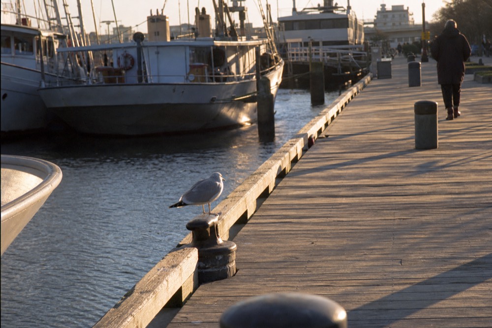 A wooden dock and historic seaport boardwalk in Key West at late afternoon, no text, no logos, no people